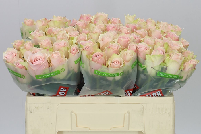 <h4>Rosa Gr Pink Athena</h4>