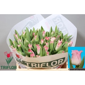 TU CO CROWN  DYNASTY