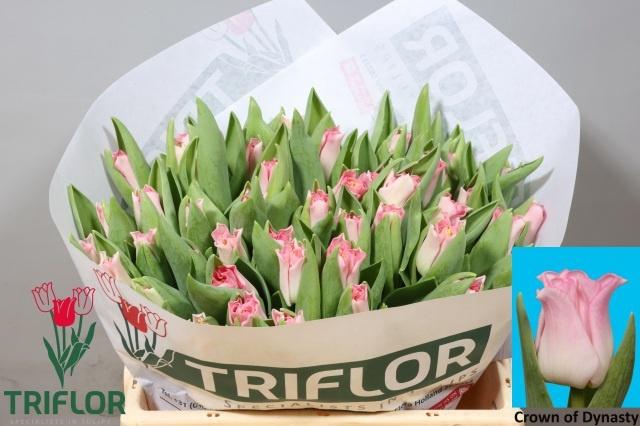 <h4>TU CO CROWN  DYNASTY</h4>