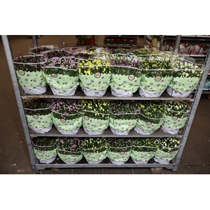 Chrysant Mixk Schaal 6 Kleuren