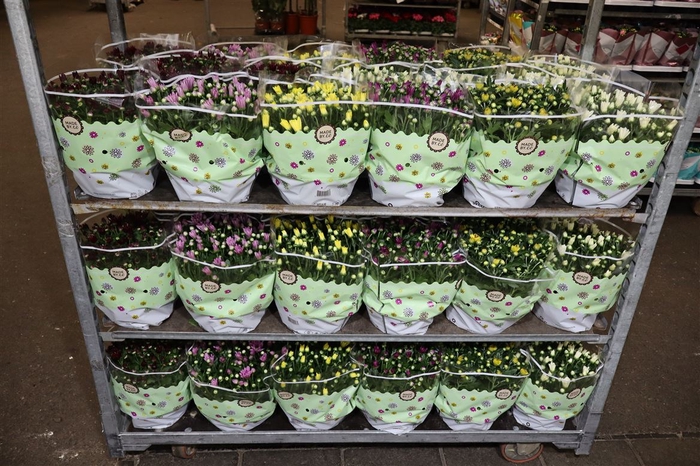 <h4>Chrysant Mixk Schaal 6 Kleuren</h4>