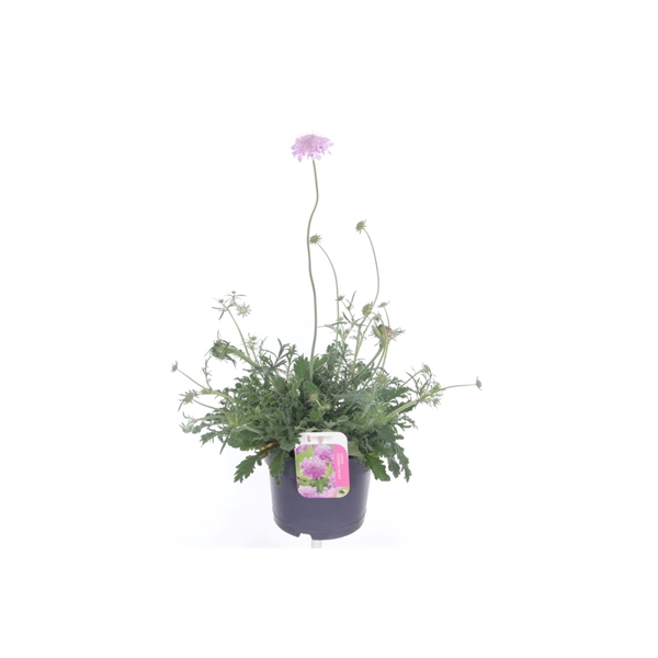 <h4>Scabiosa columbaria Pink Mist</h4>