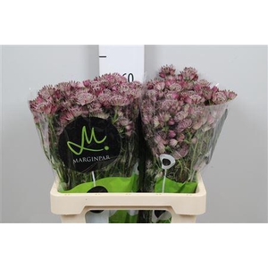 Astrantia major 'Star of Africa'