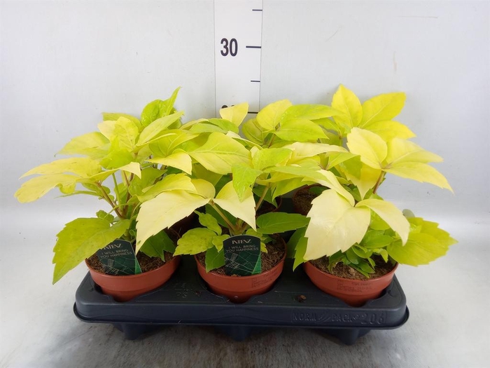 <h4>Schefflera actin.</h4>