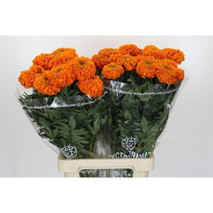 TAG E PROMISE ORANGE