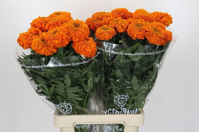 <h4>TAG E PROMISE ORANGE</h4>