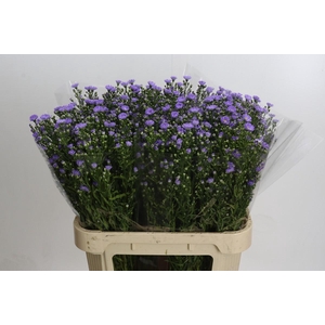 Aster Cassandra