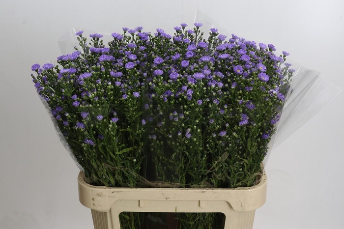 Aster Cassandra