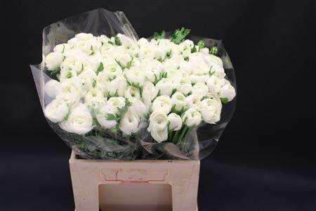 <h4>RANUNCULUS  'ELEGANCE WHITE' RANONK</h4>