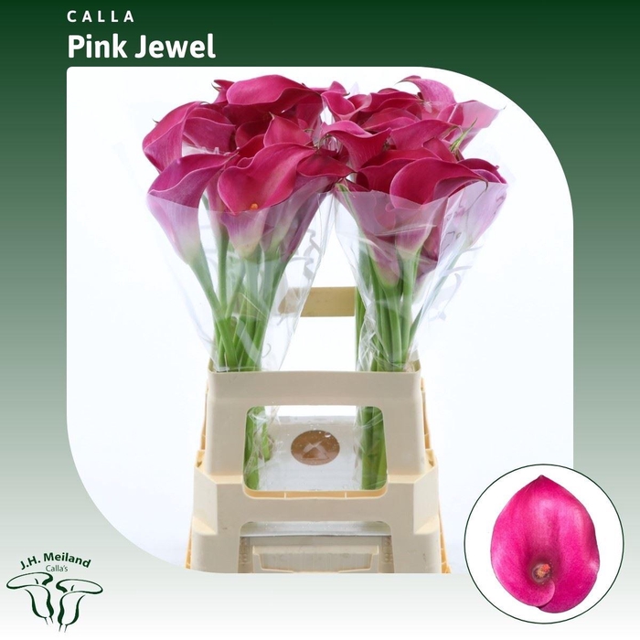 <h4>Calla Pink Jewel</h4>