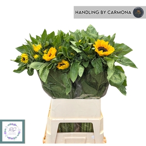 HELI VINCENTS CHOICE