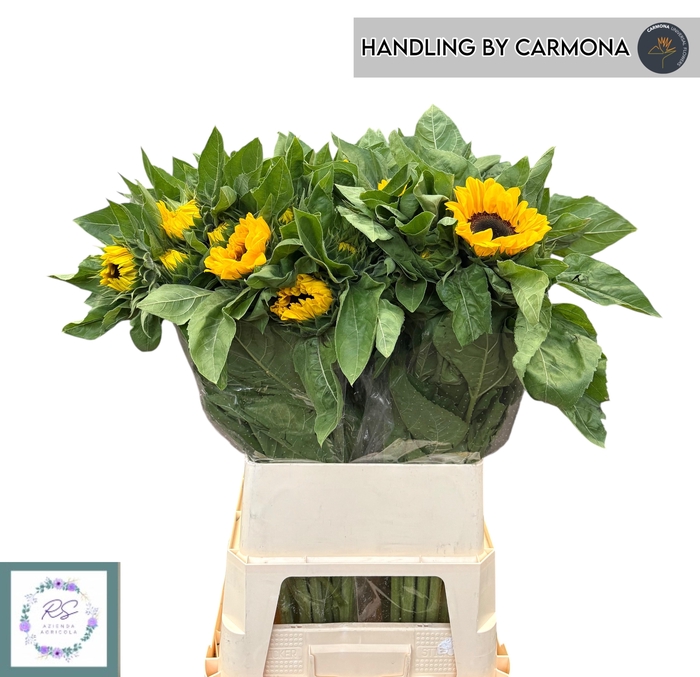 <h4>HELI VINCENTS CHOICE</h4>