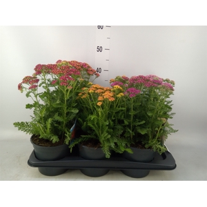 Achillea millef.