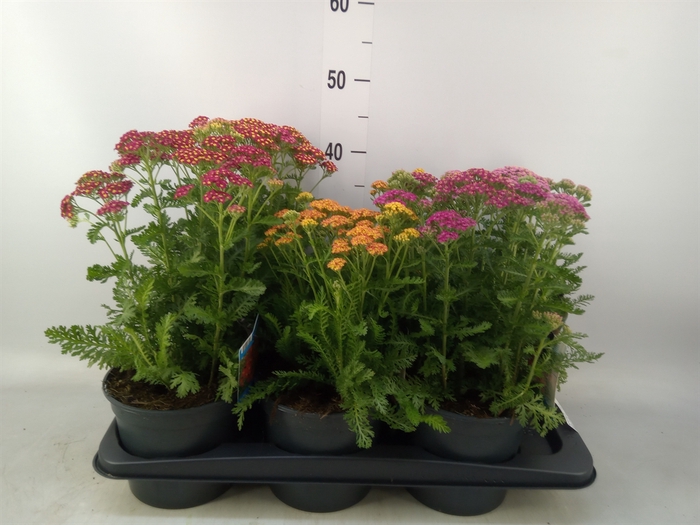 <h4>Achillea millef.</h4>
