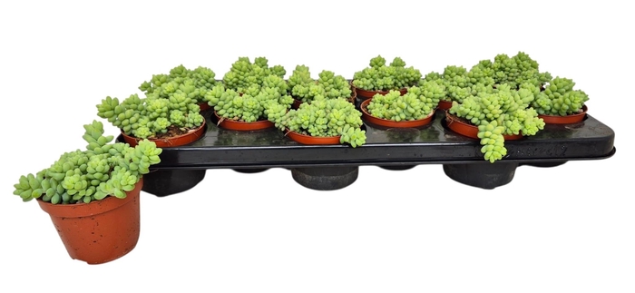 <h4>SEDUM BURRITO</h4>