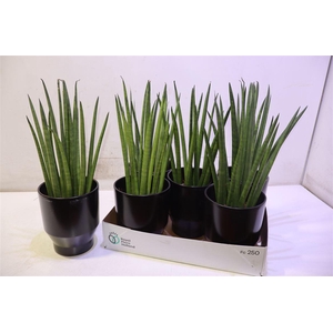 arr8 Sansev Cylindrica In Keramiek