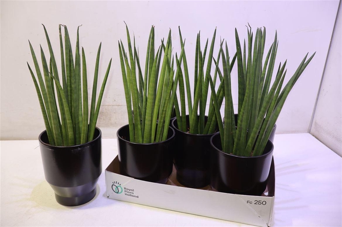 <h4>arr8 Sansev Cylindrica In Keramiek</h4>