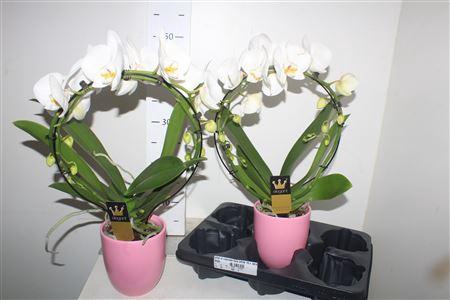 <h4>Phal El Cascade ** Mirror White 16+ Keramiek Rose</h4>