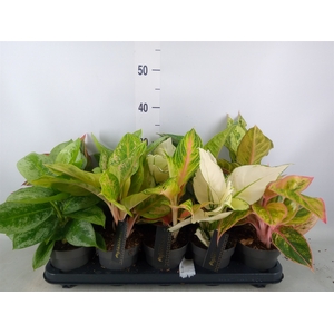 Aglaonema   ...
