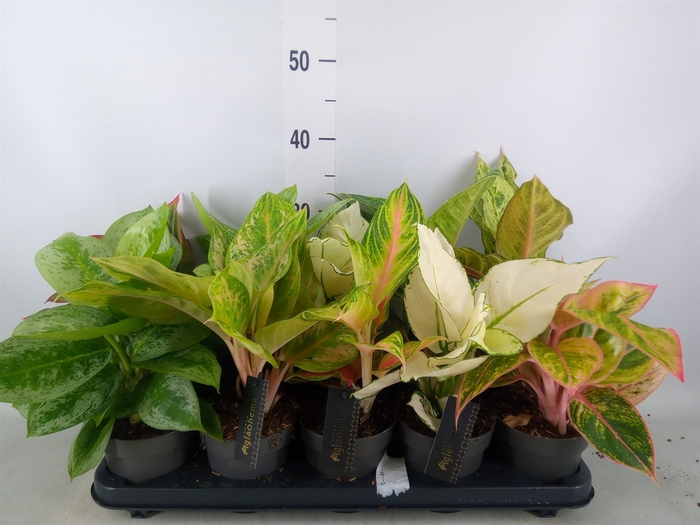 <h4>Aglaonema   ...</h4>