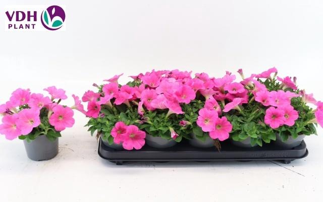 <h4>PET PICOB ROSE</h4>