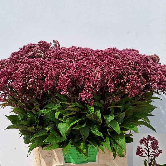 <h4>EUPAT PURPUREUM</h4>