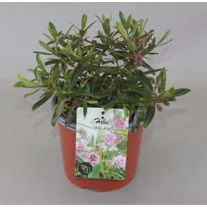 Hebe 'Wiri Joy' C2