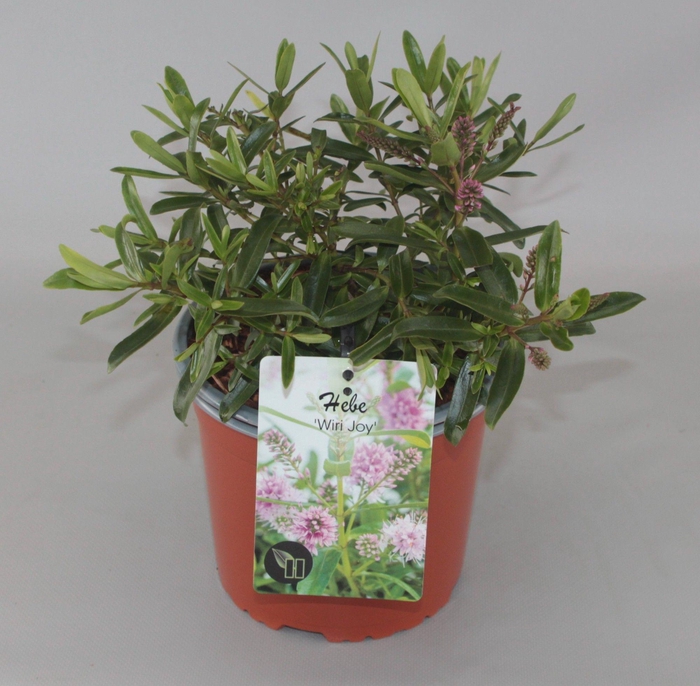 <h4>Hebe 'Wiri Joy' C2</h4>