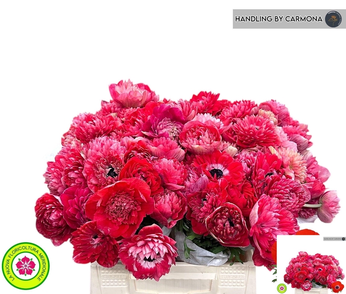 <h4>ANEM CO LEVAN ROSSO</h4>