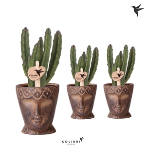 Kolibri Greens Stapelia Leenderziae in Totem Mask pot