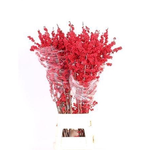 Ilex Ve Rode Best Of The Best!!