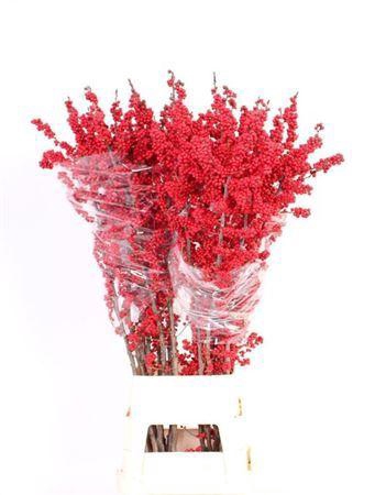 <h4>Ilex Ve Rode Best Of The Best!!</h4>