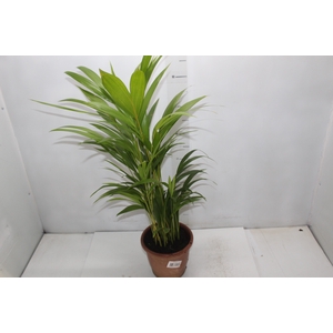 PALMEIRA ARECA BAMBU P17