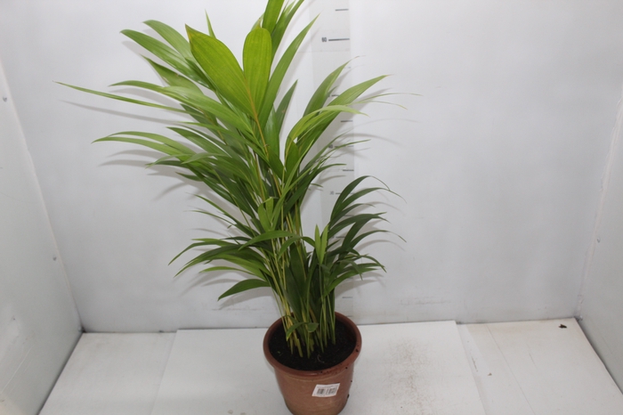 <h4>PALMEIRA ARECA BAMBU P17</h4>