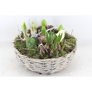 arr4 Bollenmix VL - Mand schaal 335/2