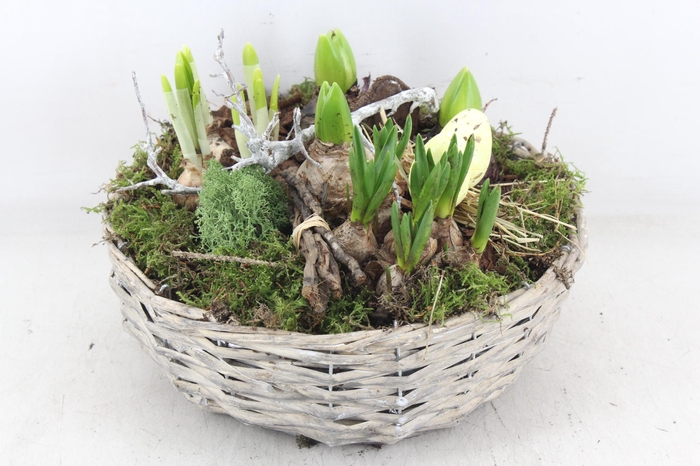 <h4>arr4 Bollenmix VL - Mand schaal 335/2</h4>