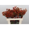 Rozenbottel Autumn Rosefruits
