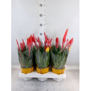 Vriesea  'Conchita'