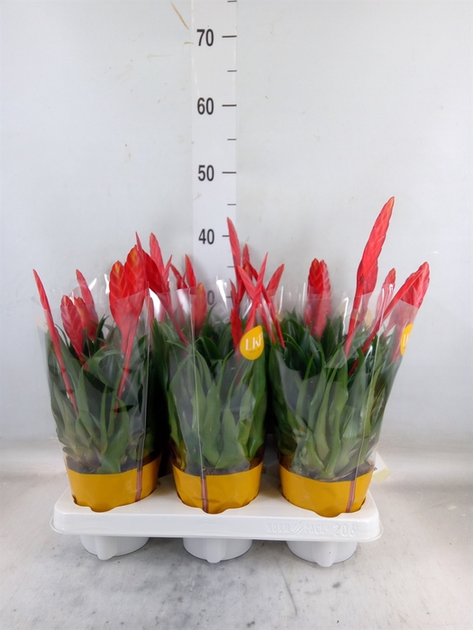 <h4>Vriesea  'Conchita'</h4>
