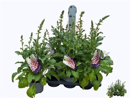 <h4>Digi Purpurea</h4>