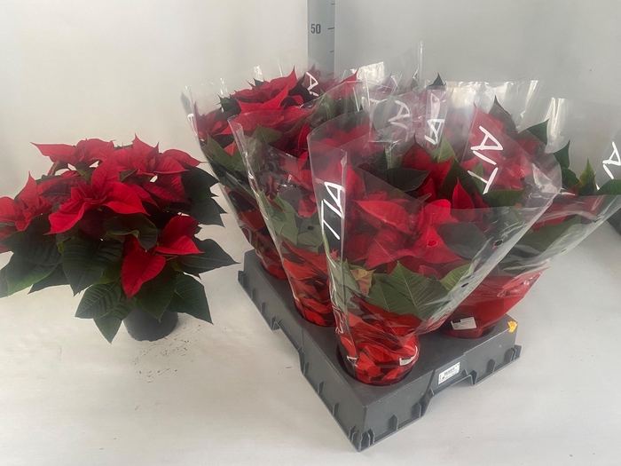 arr8 Euphor Pulcherrim Ov Red