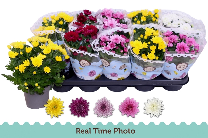 <h4>CHRYS GEVULDBL GEM</h4>