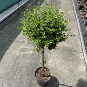 Ligustrum delavayanum C3