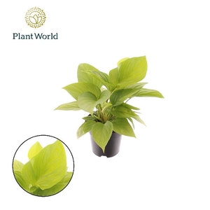 Overig planten Homalomena Lemon Lime