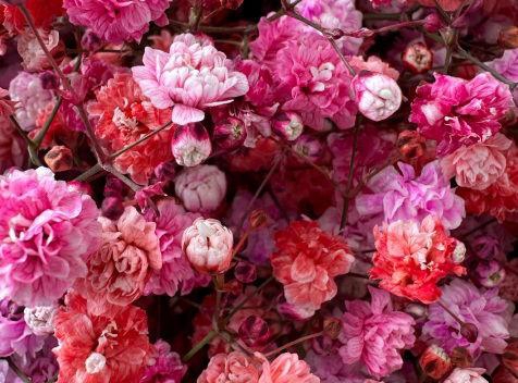 <h4>GYPS ROSE MACARON</h4>