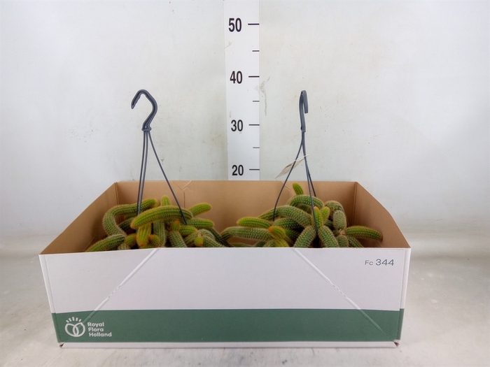 <h4>Cactus   ...hangingplants</h4>