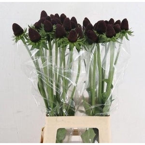 RUDB BLACK NIPPLE RUDBECKIA BL NIPP