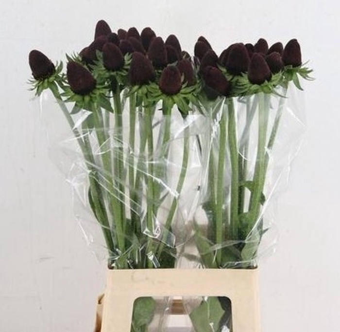 <h4>RUDB BLACK NIPPLE RUDBECKIA BL NIPP</h4>