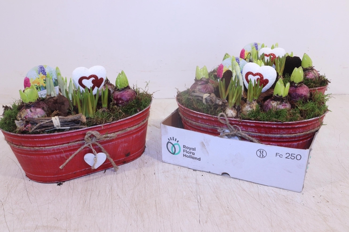 <h4>ARR BOL KNOLGEWAS</h4>