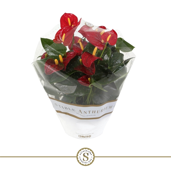Table Anthurium Schaal Rood